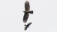 Sikep madu asia dari Siberia yang migrasi melintasi Puncak Sempur. Foto Sanggabuana Wildlife Ranger, RS