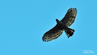 Elang jawa atau Nisaetus bartelsi sesekali juga melintasi Puncak Sempur ketika raptor migran lain melintas.