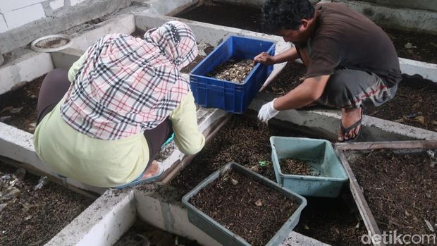 Suasana pusat pengolahan sampah organik dengan kandang maggot di Jalan Jambon V, Jatimulyo, Kalurahan Kricak, Kemantren Tegalrejo, Jogja,  Selasa (1/11/2022).