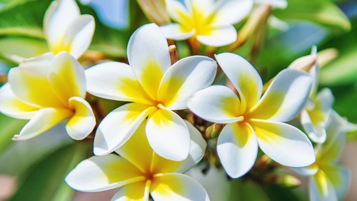 Beragam tanaman khas Bali.