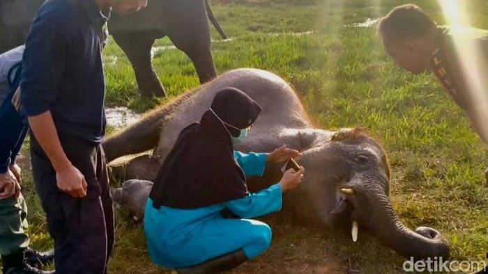 Tim kesehatan memeriksa bangkai gajah yang ditemukan mati di Taman Nasional Way Kambas, Lampung Timur.