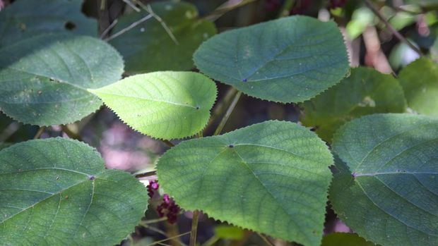 Stinging tree growing near Kuranda in Tropical North Queensland, Australia, this tree also known as the Gympie Gympie is a dangerous plant that gives extremely painful stings.