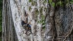 Adu Adrenalin Panjat Tebing 20 Meter di Konawe, Berani?