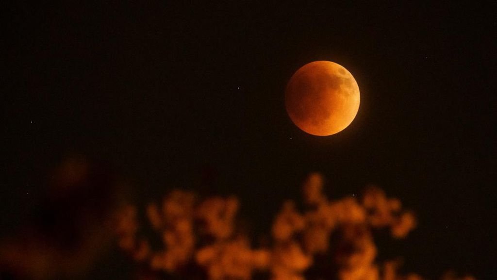Fakta Unik Gerhana Bulan Total, Sebagian Spesies Hewan Tingkahnya Beda