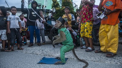 Atraksi Topeng Monyet, Hiburan Sepanjang Zaman yang Kontoversial