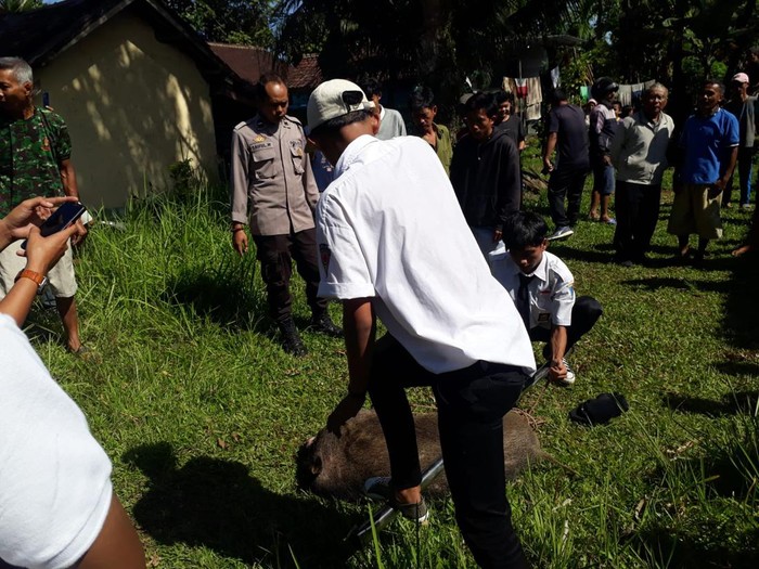 Babi hutan masuk permukiman warga di Pandeglang (Dok istimewa)