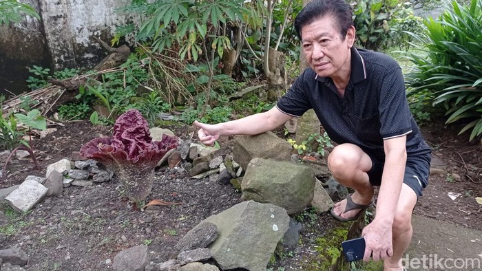 Bungai bangka suweg (Amorphopalus) di halaman rumah warga Tasik