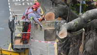 Petugas langsung mengatasi kejadian tersebut dengan memangkas pohon serta membersihkan jalanan. Untungnya tidak ada korban dalam peristiwa tersebut.