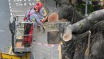 Diterjang Badai, Pohon Berukuran Besar di Hong Kong Ini Tumbang