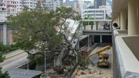 Pohon ini tumbang mengenai tangga JPO (Jembatan Penyebrangan Orang). Peristiwa ini terjadi karena angin topan Nalgae yang menerjang wilayah tersebut.