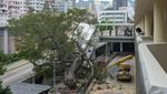 Diterjang Badai, Pohon Berukuran Besar di Hong Kong Ini Tumbang