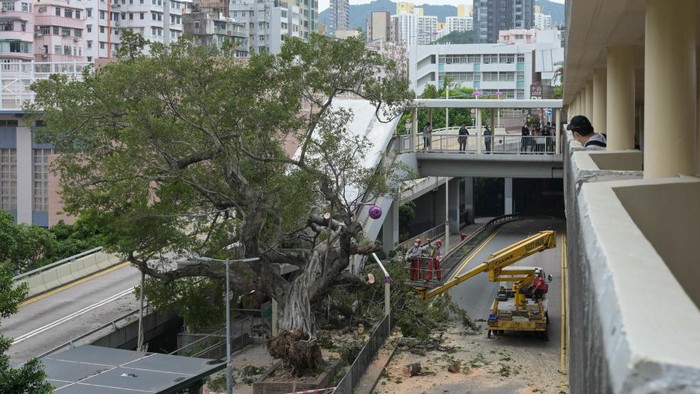Diterjang Badai, Pohon Berukuran Besar di Hong Kong Ini Tumbang Pohon ini tumbang ke arah JPO (Jembatan Penyebrangan Orang). Peristiwa ini terjadi karena angin topan Nalgae yang menerjang wilayah tersebut.
