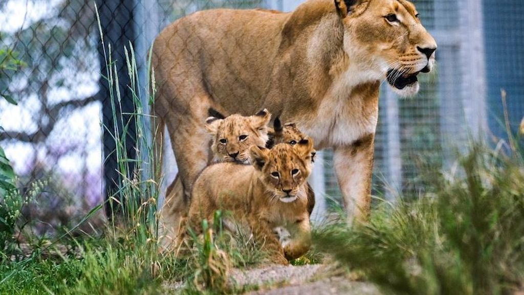 Dunia Hari Ini: Lima Singa Keluar dari Kandang Kebun Binatang Sydney