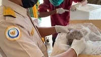 Direktur Utama PT Perikanan Indonesia Sigit Muhartono mengatakan perusahaan mengeskpor gurita di dua negara berbeda yakni Amerika Serikat dan Jepang. Proses ekspor keduanya dikirim melalui jalur laut dari Makasar dan Simeulue.