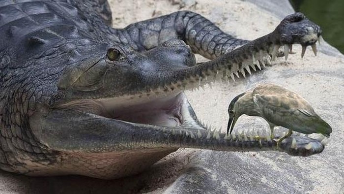 Burung Plover dan buaya disebut memiliki simbiosis mutualisme. Buaya tidak memangsa burung Plover karena telah membersihkan giginya agar terhindar dari infeksi.