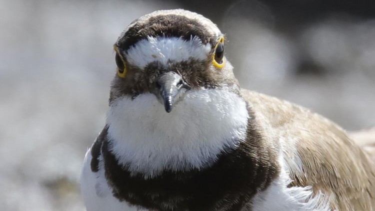 Burung Plover dan buaya disebut memiliki simbiosis mutualisme. Buaya tidak memangsa burung Plover karena telah membersihkan giginya agar terhindar dari infeksi.