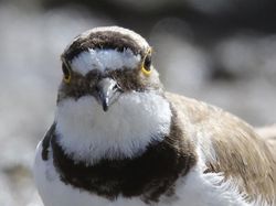 Gokil! Burung Ini Nongkrongnya di Mulut Buaya