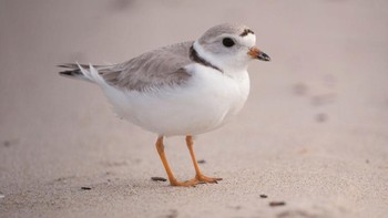 Tak hanya itu, burung Plover ini sering kali mematuk atau memakan serangga yang menempel di punggung buaya. (Gregory Rec/Getty Images)