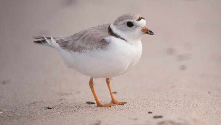 Ini Dia Burung Plover yang Sering Nongkrong di Mulut Buaya Burung Plover dan buaya disebut memiliki simbiosis mutualisme. Buaya tidak memangsa burung Plover karena telah membersihkan giginya agar terhindar dari infeksi.