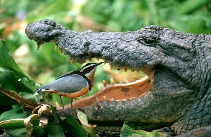 Burung Plover dan buaya disebut memiliki simbiosis mutualisme. Buaya tidak memangsa burung Plover karena telah membersihkan giginya agar terhindar dari infeksi.