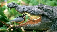 Burung Plover dan buaya disebut memiliki simbiosis mutualisme. Buaya tidak memangsa burung Plover karena telah membersihkan giginya agar terhindar dari infeksi.