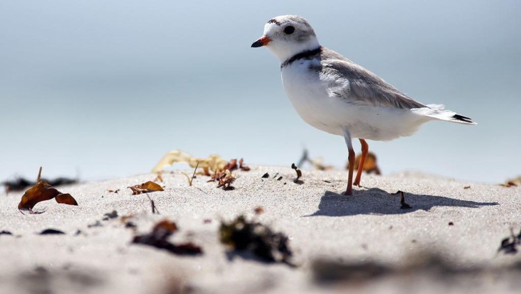 Ini Dia Burung Plover yang Sering Nongkrong di Mulut Buaya Burung Plover dan buaya disebut memiliki simbiosis mutualisme. Buaya tidak memangsa burung Plover karena telah membersihkan giginya agar terhindar dari infeksi.