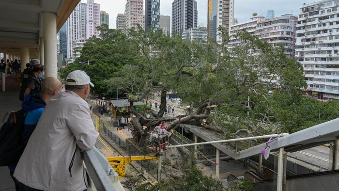 Penampakan Pohon Tumbang Akibat Badai di Hong Kong Sebuah pohon berukuran besardi Hong Kong tumbang, Selasa (1/11/2022). Terlihat warga menyaksikan pohon yang tumbang di dekat balkon.