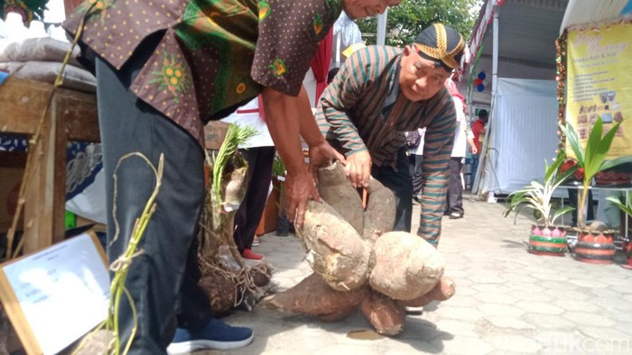 SIngkong raksasa Klaten berbobot 40 kilogram, Rabu (2/11/2022).