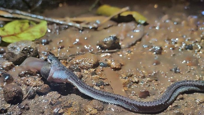 Ular naga Jawa di Pegunungan Sanggabuana, Karawang. Ular naga Jawa di Pegunungan Sanggabuana, Karawang.