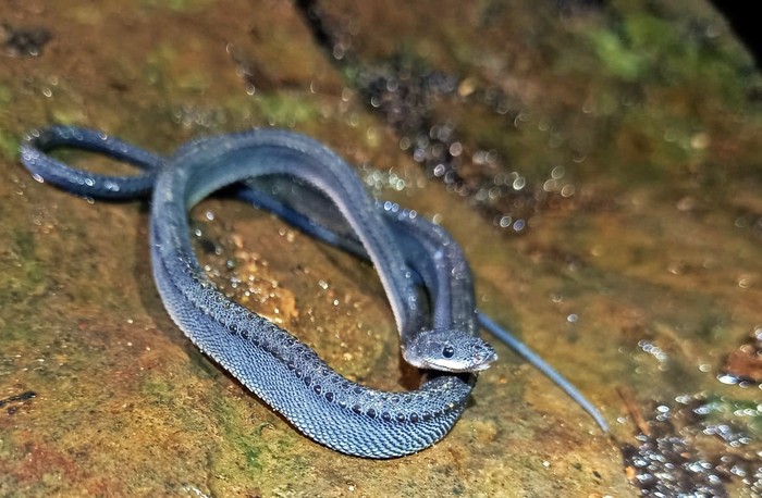 Ular naga Jawa di Pegunungan Sanggabuana, Karawang.
