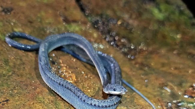 Ayollarning porno suiistemoli