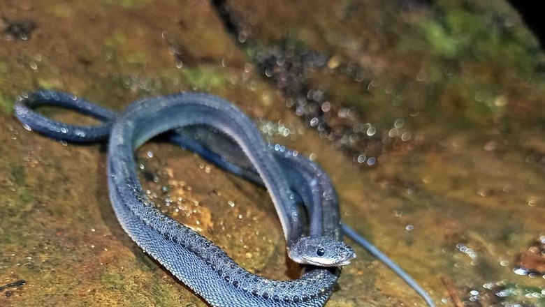 Ular naga Jawa di Pegunungan Sanggabuana, Karawang. Ular naga Jawa di Pegunungan Sanggabuana, Karawang.