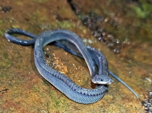 Terpopuler: Naga Jawa Penghuni Gunung Sanggabuana