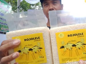 Bupati Klaten Minta Varietas Padi Rojolele Srinar-Srinuk Dipromosikan