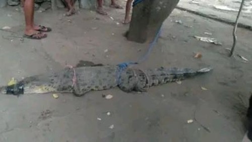 Seekor buaya muncul di muara Bonasuh dan muara Patuaok menggegerkan warga Desa Afoan Kupang, Rabu (2/11/2022).