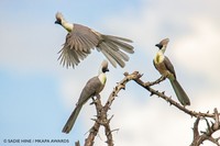 Mkapa African Wildlife Photography Awards 2022