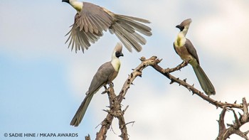 Juara Youth International diraih Sadie Hine , pada usia 18, dari Mountain View, California, AS. Menampilkan burung berwajah telanjang di Taman Nasional Tarangire, Tanzania  Foto: Mkapa Awards