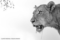 Mkapa African Wildlife Photography Awards 2022
