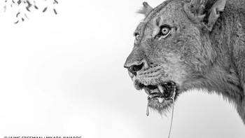 Juara Youth in Africa karya Jaime Freeman , usia 15, asal Johannesburg, Gauteng, Afrika Selatan. Menampilkan singa di Cagar Alam Sabi Sands, Afrika Selatan  Foto: Mkapa Awards