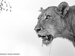 Karya Jawara Kontes Foto Satwa Liar Afrika Bikin Terkesima