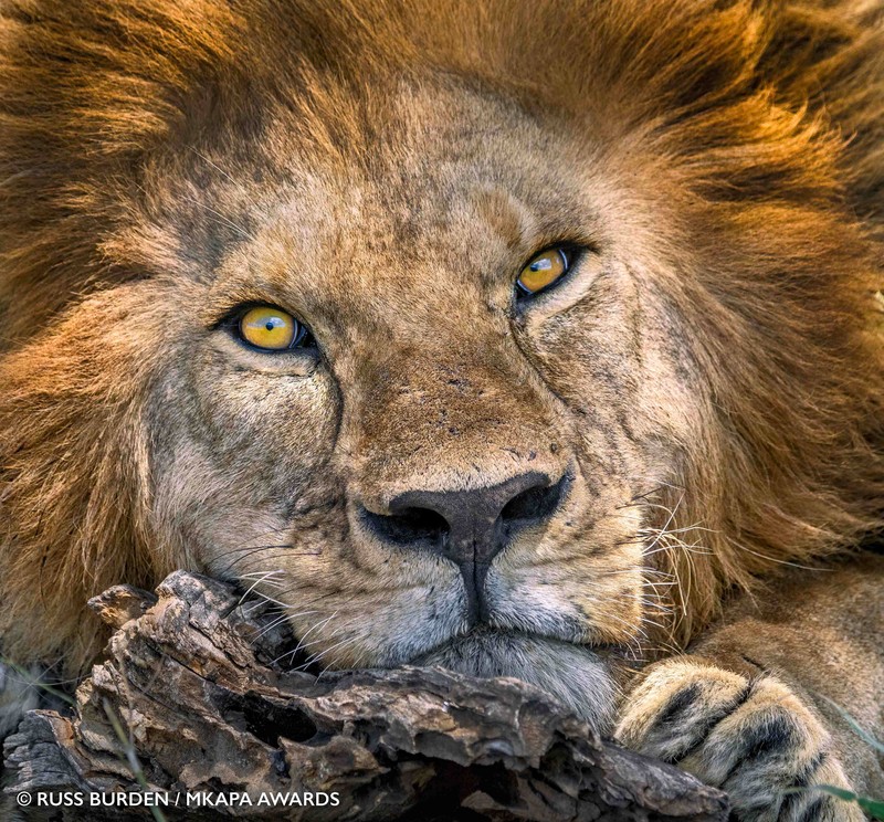 Mkapa African Wildlife Photography Awards 2022
