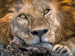 Karya Jawara Kontes Foto Satwa Liar Afrika Bikin Terkesima