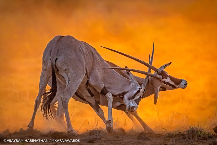 Mkapa African Wildlife Photography Awards 2022