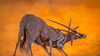 . Juara Prilaku Satwa Liar Afrika:  Vijayram Harinathan dari Chennai, India. Perkelahian Beisa Oryx di Cagar Alam Nasional Samburu, Kenya Foto: Mkapa Awards