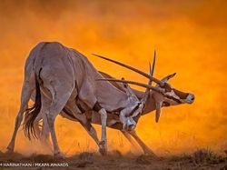 Karya Jawara Kontes Foto Satwa Liar Afrika Bikin Terkesima