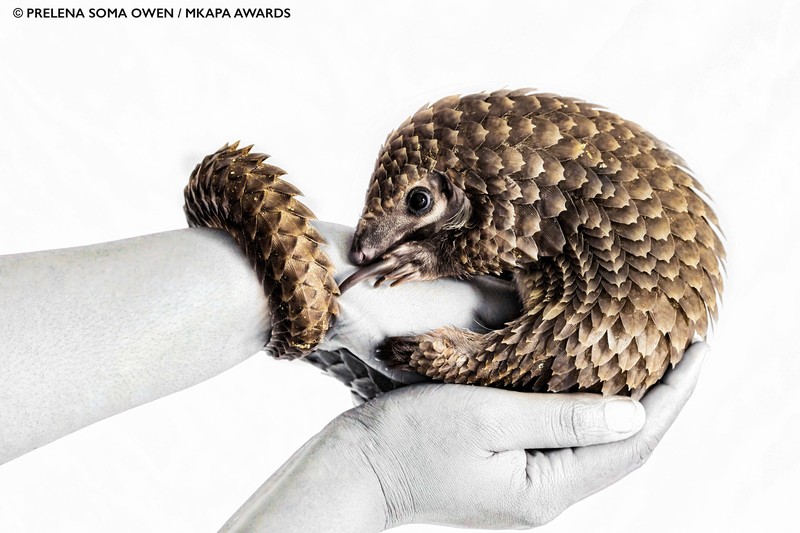 Mkapa African Wildlife Photography Awards 2022