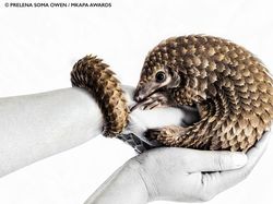 Karya Jawara Kontes Foto Satwa Liar Afrika Bikin Terkesima