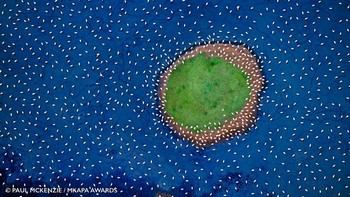 Juara Seni di Alam: Paul Mckenzie dari Hong Kong. Menampilkan Flamingo Kecil di Danau Solai, Kenya  Foto: Mkapa Awards