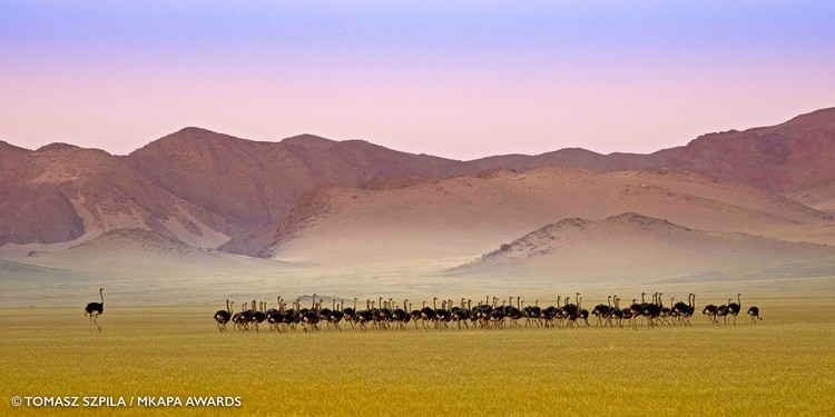 Mkapa African Wildlife Photography Awards 2022