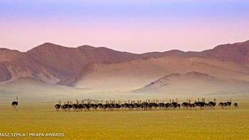 Juara kategori Fragile Wilderness: Tomasz Szpila dari Bulowice, Polandia.  Menampilkan Burung unta di Damaraland, Namibia Foto: Mkapa Awards